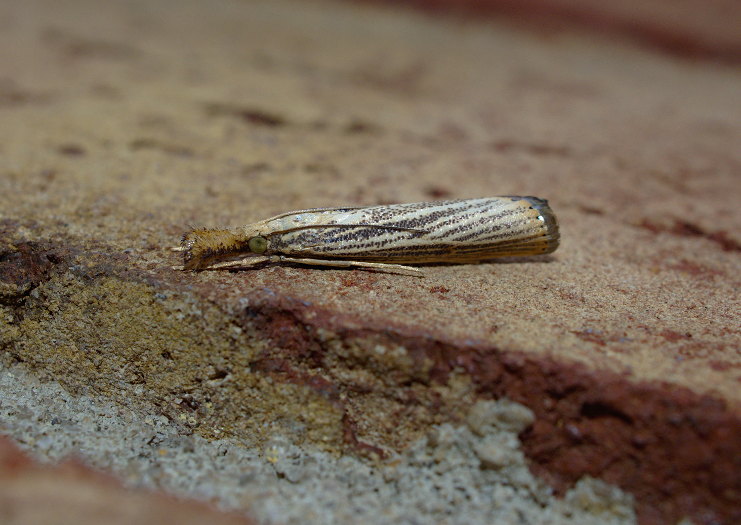 Part moth, part hobo_20200925.jpg